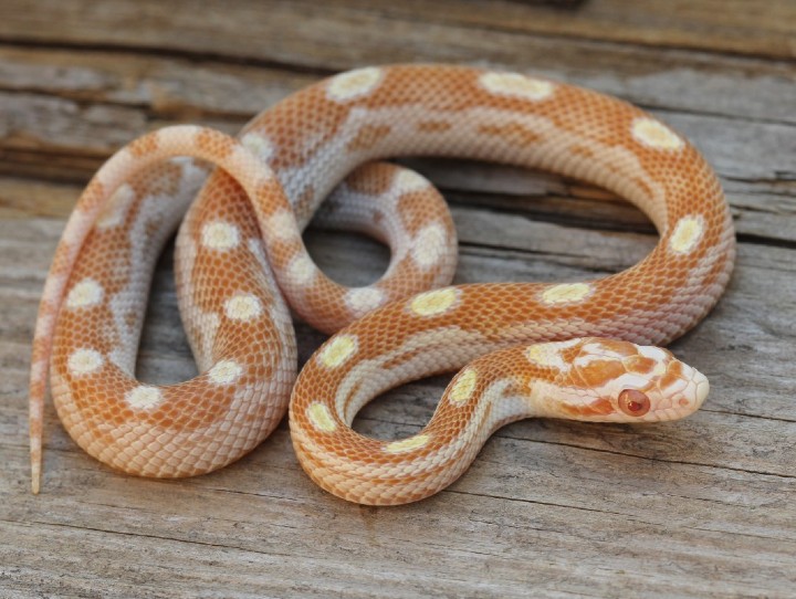 Butter Motley Corn Snake